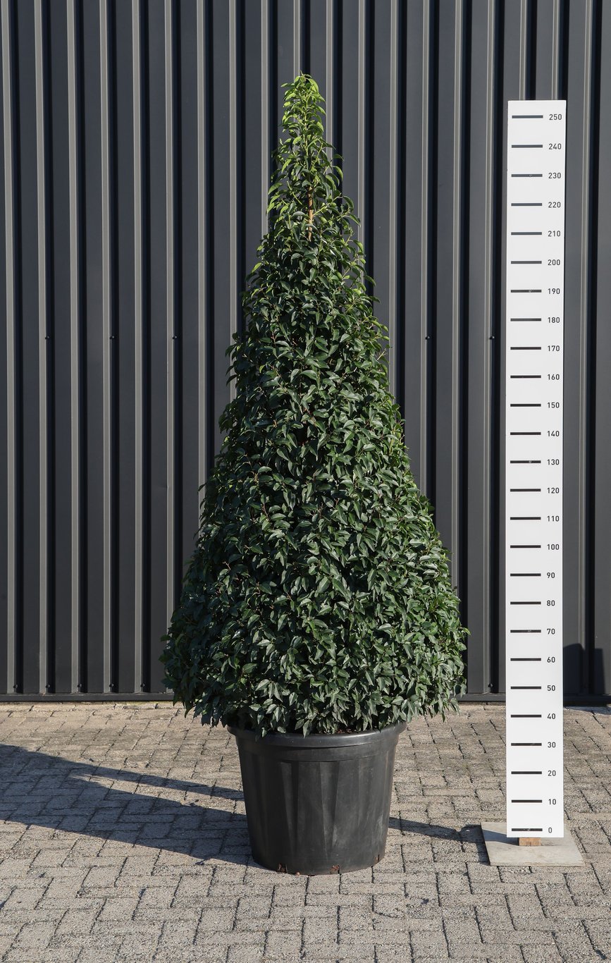 Prunus lus. 'Angustifolia' - 175-200 CM Piramide Cont.